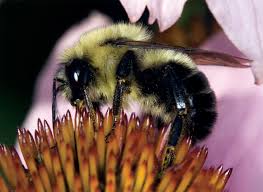 Attēlu rezultāti vaicājumam “Bombus”