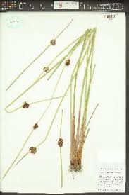 Attēlu rezultāti vaicājumam “Juncus conglomeratus fruit”