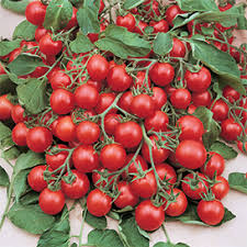 Afbeeldingsresultaat voor oranje van goeienbier tomato