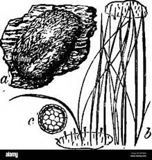 Attēlu rezultāti vaicājumam “Dianema depressum spores”