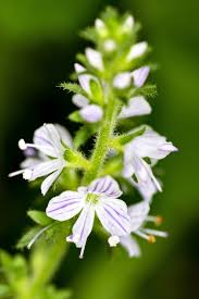 Attēlu rezultāti vaicājumam “Veronica officinalis leaf”