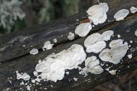 Attēlu rezultāti vaicājumam “Postia tephroleucus”