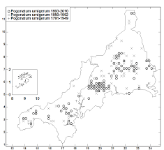 Attēlu rezultāti vaicājumam “Pogonatum dentatum macro”