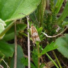 Attēlu rezultāti vaicājumam “Eucosma aspidiscana”