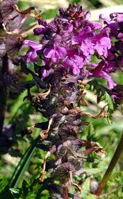 Attēlu rezultāti vaicājumam “Pedicularis palustris flower”