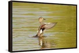 Attēlu rezultāti vaicājumam “Anas strepera female”