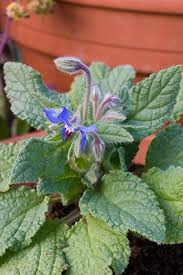 Image result for Borago officinalis