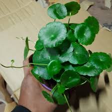 Attēlu rezultāti vaicājumam “Hydrocotyle vulgaris fruit”