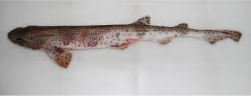Image result for Scyliorhinus canicula