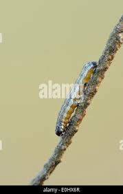 Attēlu rezultāti vaicājumam “Orthosia sp. larva”