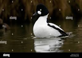 Attēlu rezultāti vaicājumam “Bucephala clangula male”