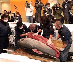 Image result for giant tuna