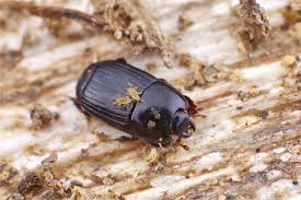 Attēlu rezultāti vaicājumam “Histeridae”