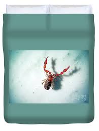 Attēlu rezultāti vaicājumam “Chelifer cancroides”