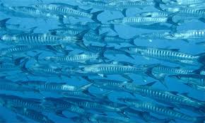 Image result for Dive Barracuda