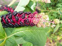 Attēlu rezultāti vaicājumam “Phytolaccaceae”