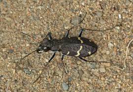 Attēlu rezultāti vaicājumam “Cicindela sylvatica”