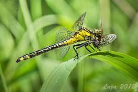 Attēlu rezultāti vaicājumam “Gomphus vulgatissimus”