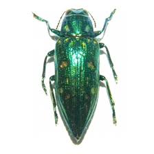 Attēlu rezultāti vaicājumam “Buprestidae”