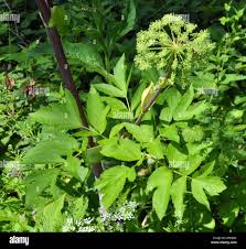 Attēlu rezultāti vaicājumam “Angelica archangelica fruit”