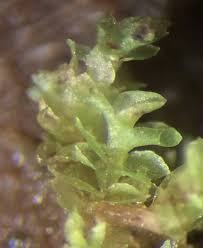 Attēlu rezultāti vaicājumam “Scapania apiculata”