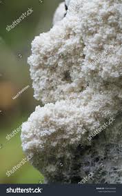 Attēlu rezultāti vaicājumam “Brefeldia maxima spores”