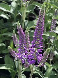 Attēlu rezultāti vaicājumam “Veronica longifolia flower”
