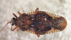 Attēlu rezultāti vaicājumam “Physatocheila smreczynskii”