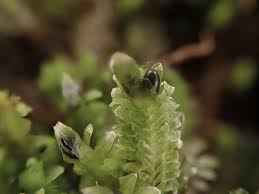 Attēlu rezultāti vaicājumam “Diplophyllum albicans”