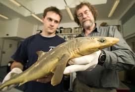 Image result for Squalus acanthias