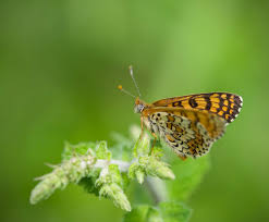 Attēlu rezultāti vaicājumam “Melitaea cinxia”