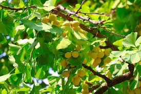 Attēlu rezultāti vaicājumam “Ginkgo biloba fruit”