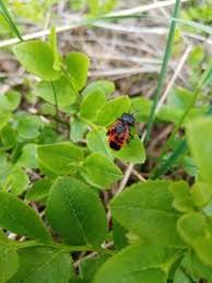 Attēlu rezultāti vaicājumam “Caenolyda reticulata”