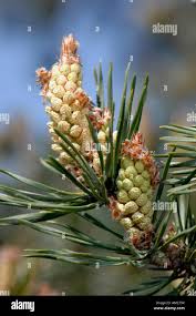 Attēlu rezultāti vaicājumam “Pinus sylvestris male flower”
