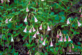 Attēlu rezultāti vaicājumam “Linnaea borealis”