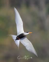 Attēlu rezultāti vaicājumam “Sterna”