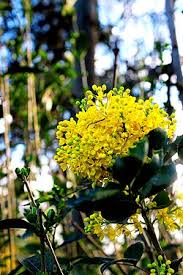 Attēlu rezultāti vaicājumam “Mahonia aquifolium flower”