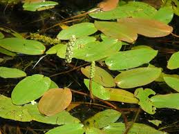 Attēlu rezultāti vaicājumam “Potamogeton natans leaf”