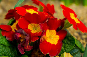 Attēlu rezultāti vaicājumam “Primula x margotae flower”