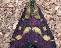 Attēlu rezultāti vaicājumam “Pyrausta purpuralis”