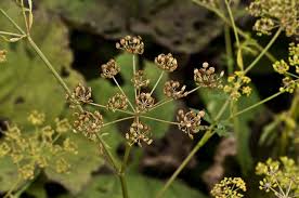 Attēlu rezultāti vaicājumam “Pastinaca sativa”