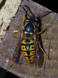 Attēlu rezultāti vaicājumam “Vespula germanica”