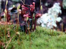 Attēlu rezultāti vaicājumam “Pyrolaceae”
