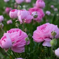 Attēlu rezultāti vaicājumam “Ranunculus brunnescens”