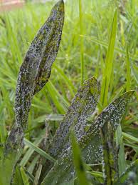 Attēlu rezultāti vaicājumam “Physarum cinereum”