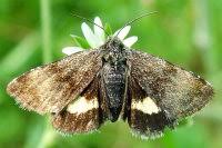 Attēlu rezultāti vaicājumam “Panemeria tenebrata”