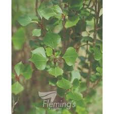 Attēlu rezultāti vaicājumam “Populus nigra Italica leaf”