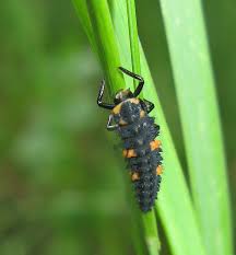 Attēlu rezultāti vaicājumam “Proutia betulina”