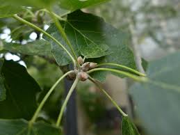 Attēlu rezultāti vaicājumam “Melampsora populnea”