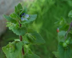 Attēlu rezultāti vaicājumam “Veronica agrestis”